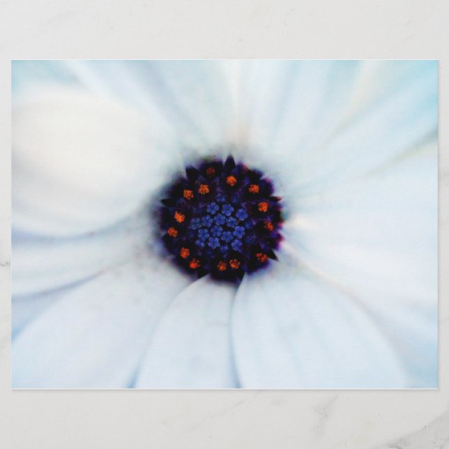 Afrikansk tusensköna blomma reklamblad (Framsidan)