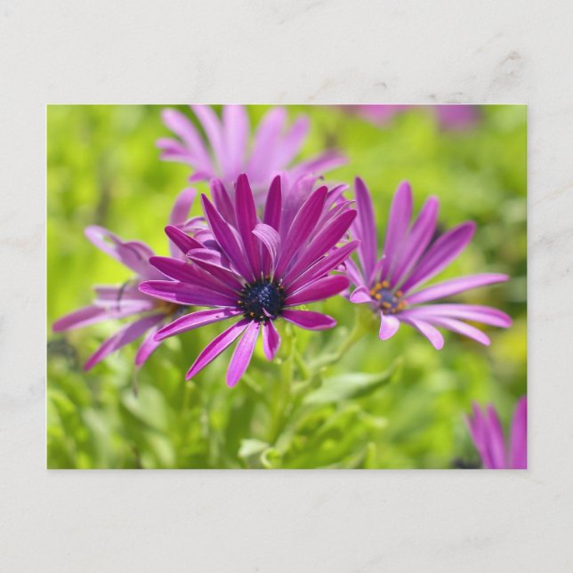 Afrikansk tusensköna blomma vykort (Framsida)