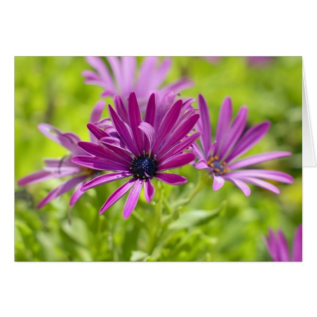Afrikansk Tusenskönas Blomkort Hälsningskort (Framsidan Horizontal)