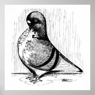 Afrikansk Uggla Pigeon 1978 Poster