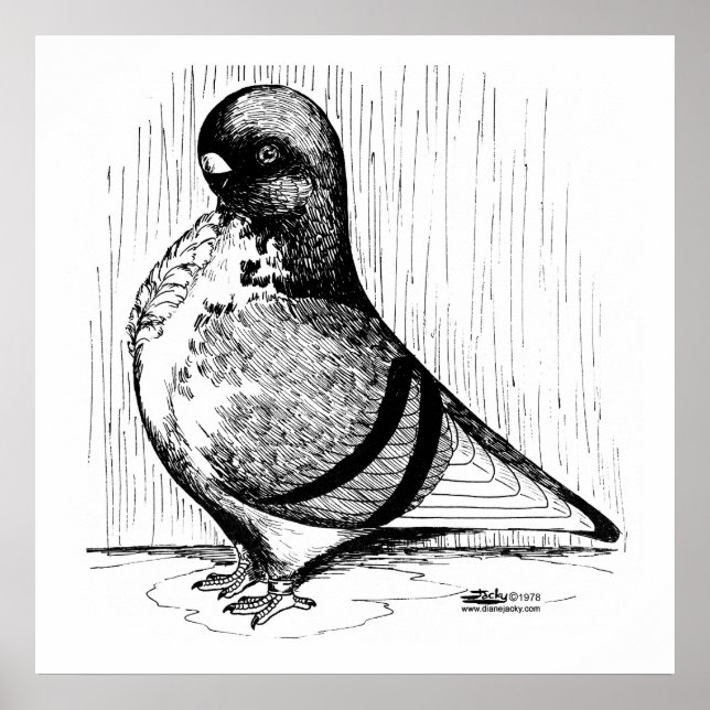 Afrikansk Uggla Pigeon 1978 Poster (Framsidan)