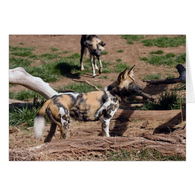 Afrikansk Vild Hund 008-kort Hälsningskort (Framsidan Horizontal)