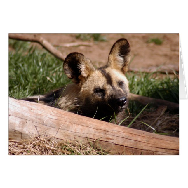 Afrikansk Vild Hund 012-kort Hälsningskort (Framsidan Horizontal)