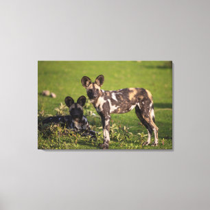 Afrikansk Vild Hundar i Tanzania Canvastryck