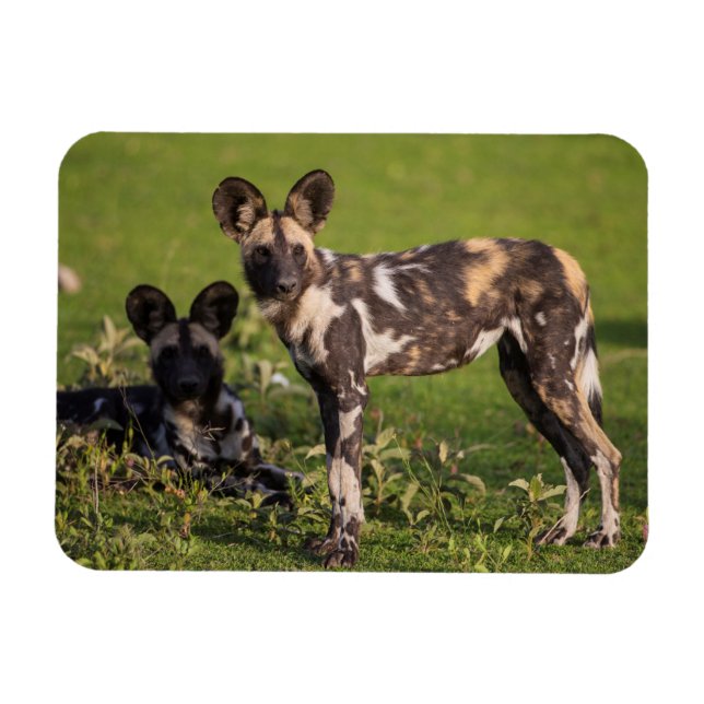 Afrikansk Vild Hundar i Tanzania Magnet (Horisontell)