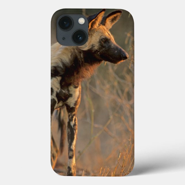 Afrikansk vildhund (Lycaon Pictus), Kruger (Baksida)