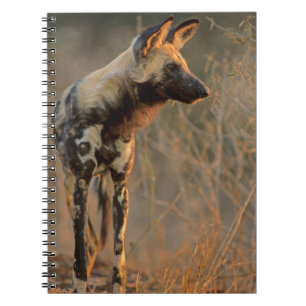 Afrikansk vildhund (Lycaon Pictus), Kruger Anteckningsbok