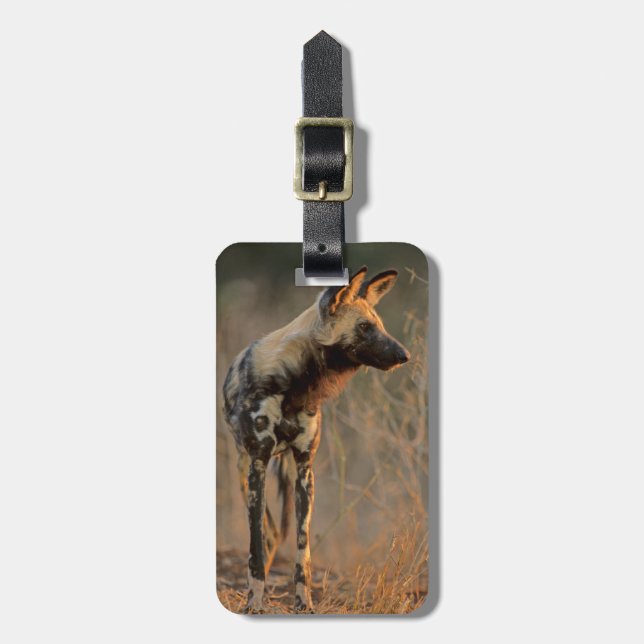 Afrikansk vildhund (Lycaon Pictus), Kruger Bagagebricka (Vertikal Framsida)