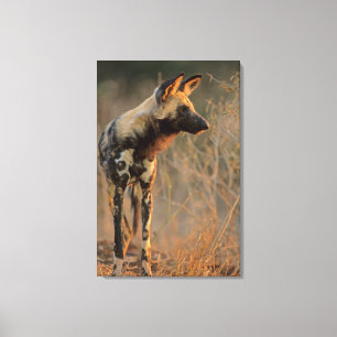 Afrikansk vildhund (Lycaon Pictus), Kruger Canvastryck