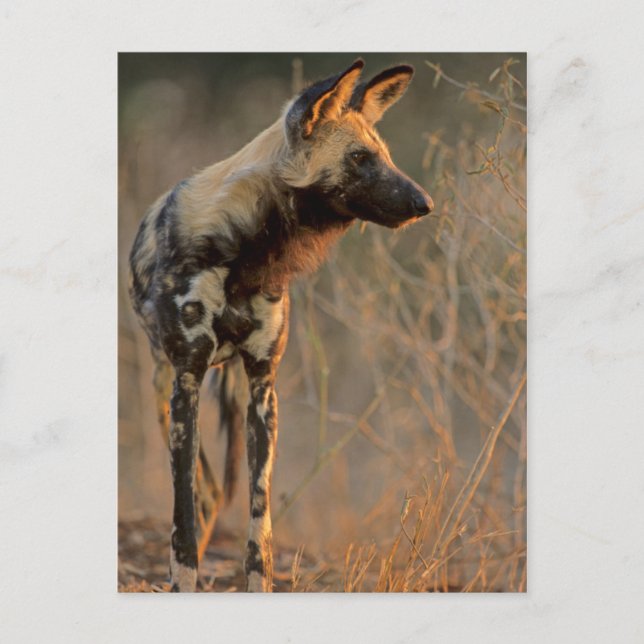 Afrikansk vildhund (Lycaon pictus), Kruger Vykort (Framsida)