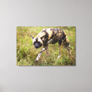 Afrikansk vildhund (Lycaon Pictus), Madikwe Game Canvastryck