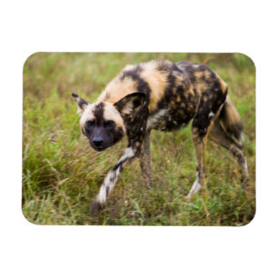 Afrikansk vildhund (Lycaon Pictus), Madikwe Game Magnet