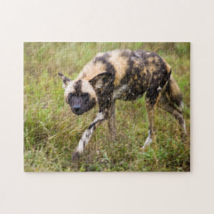 Afrikansk vildhund (Lycaon Pictus), Madikwe Game Pussel