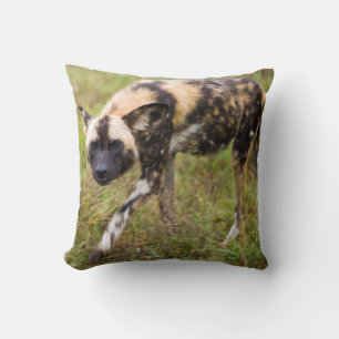 Afrikansk vildhund (Lycaon pictus), Madikwe Game R Kudde