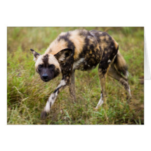 Afrikansk vildhund (Lycaon pictus), Madikwe viltre Hälsningskort