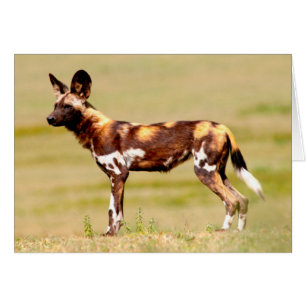 Afrikansk vildhund (Lycaon Pictus) stående Hälsningskort