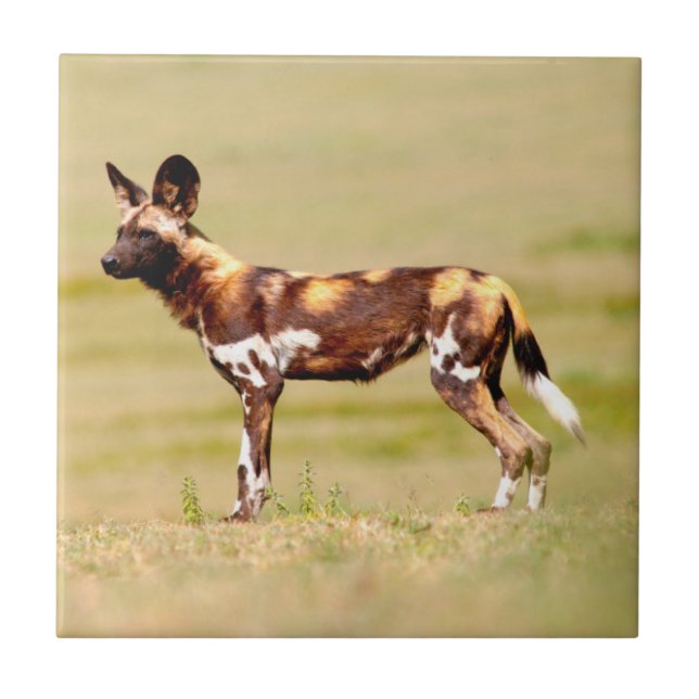 Afrikansk vildhund (Lycaon Pictus) stående Kakelplatta (Framsidan)