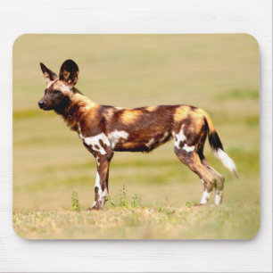 Afrikansk vildhund (Lycaon Pictus) stående Musmatta