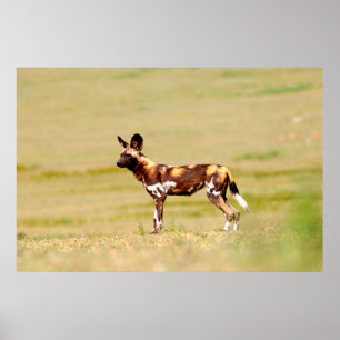 Afrikansk vildhund (Lycaon Pictus) stående Poster