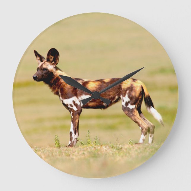 Afrikansk vildhund (Lycaon Pictus) stående Stor Klocka (Framsida)