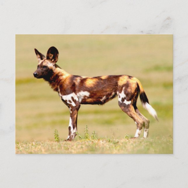 Afrikansk vildhund (Lycaon Pictus) stående Vykort (Framsida)