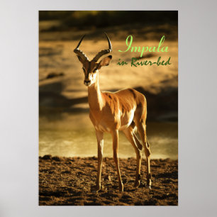 Afrikansk vildlevande Impala i flodbädd Poster
