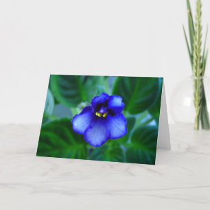 Afrikansk Violet Kort