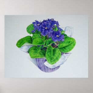Afrikansk Violet Poster