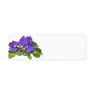 Afrikansk violet returadress etikett