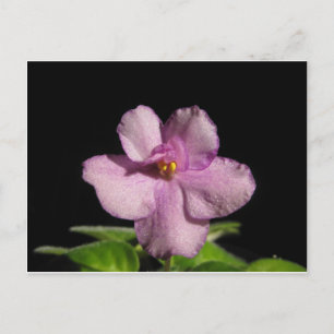 Afrikansk violett blomma vykort