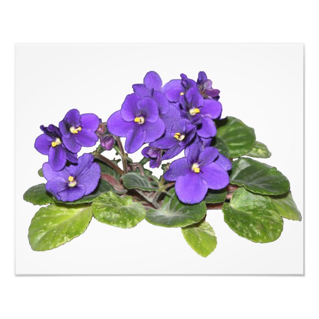 Afrikansk violett fototryck (Framsidan)