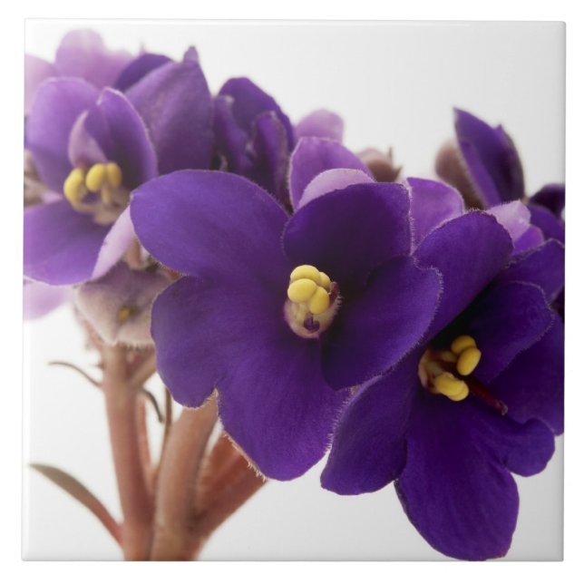 Afrikansk violett kakelplatta (Framsidan)