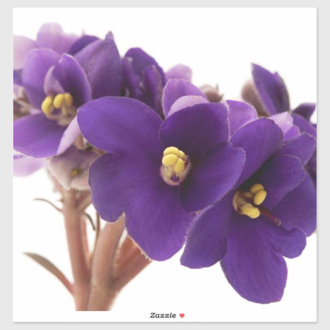 Afrikansk violett klistermärken (Ark)