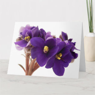Afrikansk violett kort