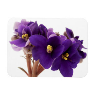 Afrikansk violett magnet