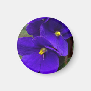 Afrikansk Violett Magnet