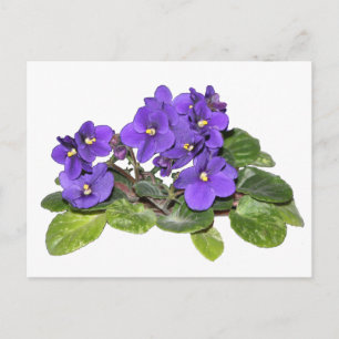 Afrikansk violett vykort