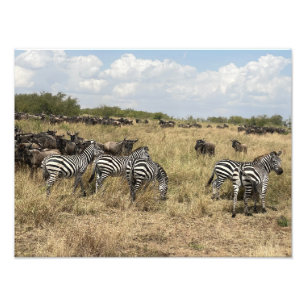 Afrikansk Zebrafoto Print Fototryck