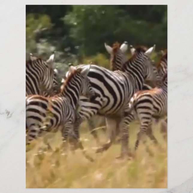Afrikansk Zebramigreringsafari (Framsida)