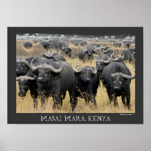 Afrikanska bufflar av den MasaiMara affischen Poster