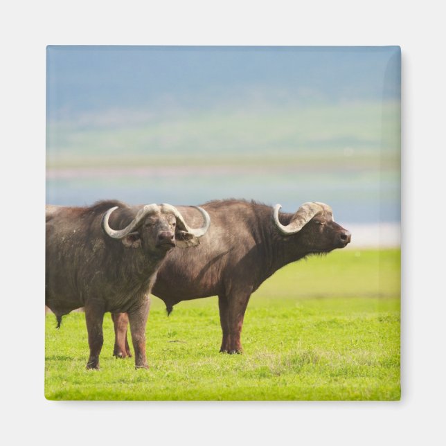 Afrikanska bufflar magnet (Framsidan)