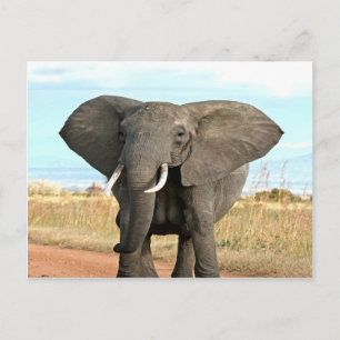 Afrikanska Bush Elephant Marching till framgångsri Vykort