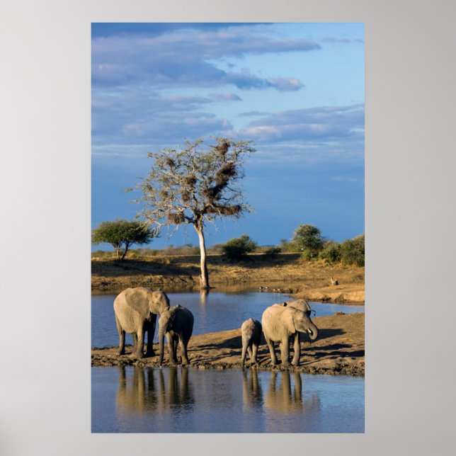 Afrikanska buskelefanten (Loxodonta Africana) Poster (Framsidan)