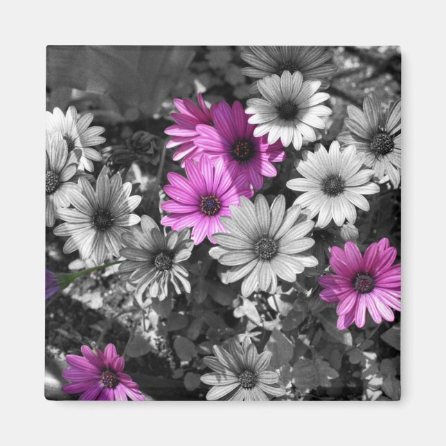 Afrikanska Daisy BW Blommigt Magnet (Framsidan)