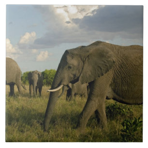 Afrikanska elefanter betar, Loxodonta africana, Kakelplatta