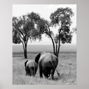 Afrikanska elefanter i Masai Mara, Kenya Poster