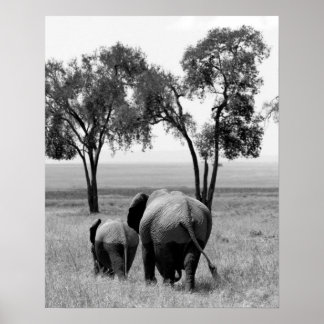 Afrikanska elefanter i Masai Mara, Kenya Poster