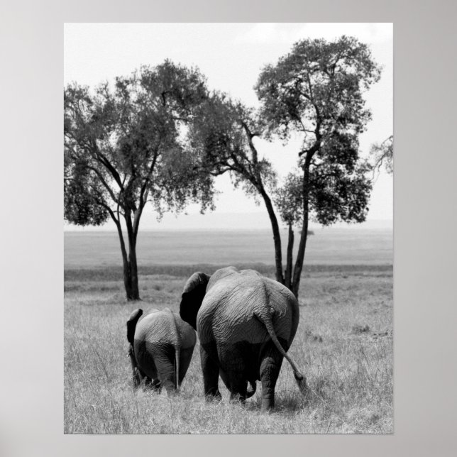 Afrikanska elefanter i Masai Mara, Kenya Poster (Framsidan)
