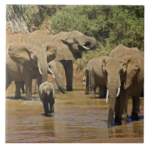 Afrikanska elefanter, Loxodonta Africana, Samburu Kakelplatta