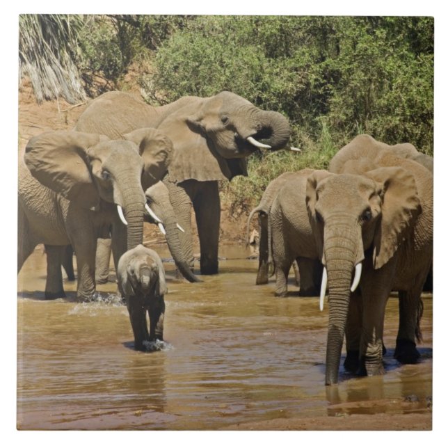 Afrikanska elefanter, Loxodonta Africana, Samburu Kakelplatta (Framsidan)